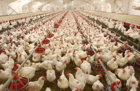  ۵۱۳ هزار مرغ مبتلا به آنفلوآنزا معدوم شد 