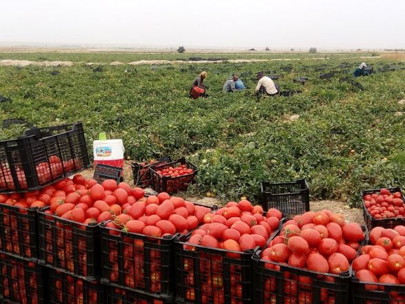 
استقبال گوجه کاران از بیمه محصولات کشاورزی افزایش یافت