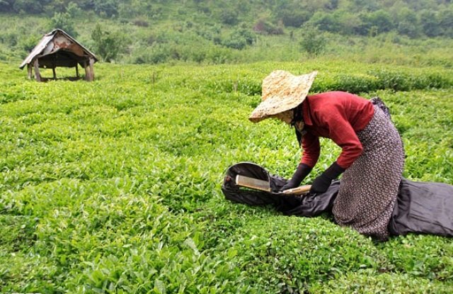 کاهش تولید چای ایرانی به دلیل کاهش بارندگی