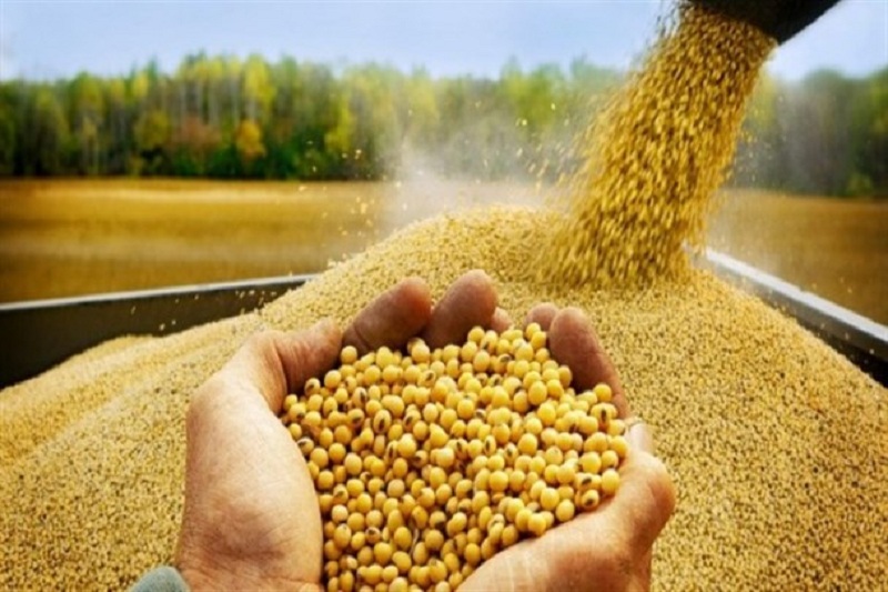 تولید بیش از ۵۰رقم بذر به بخش خصوصی واگذار شد