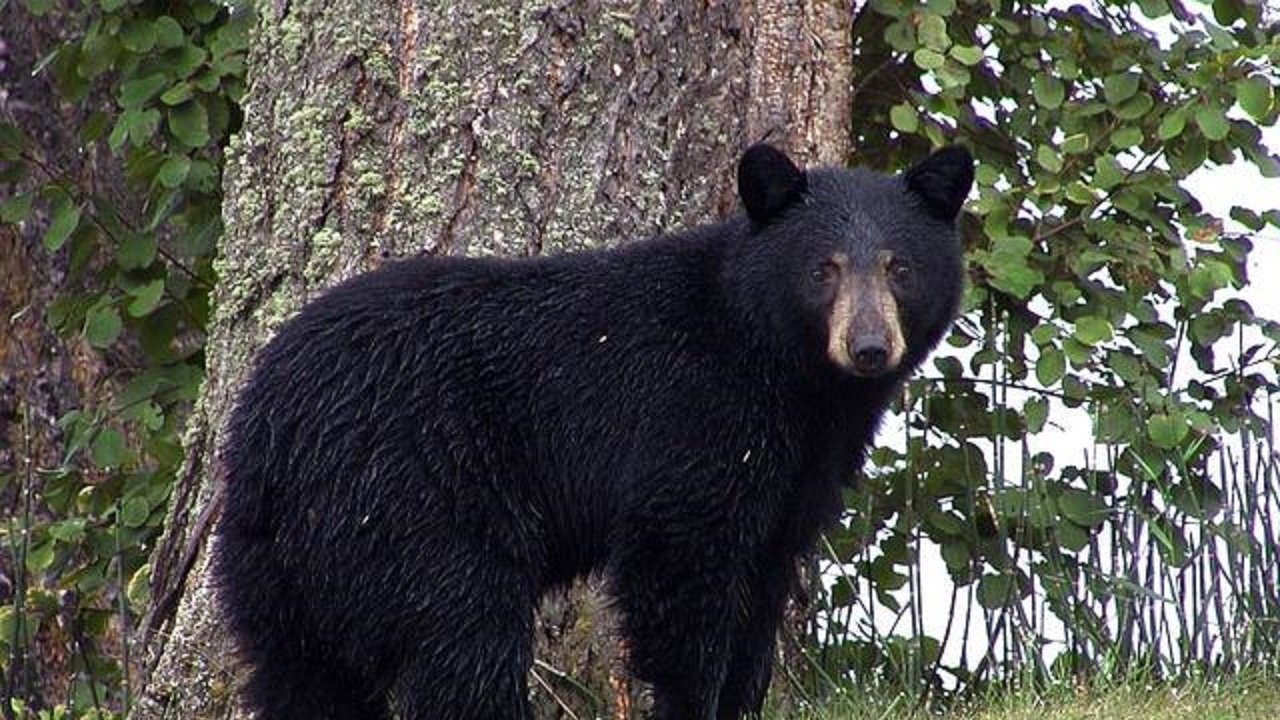 حمله خرس سیاه به یک زن  + عکس