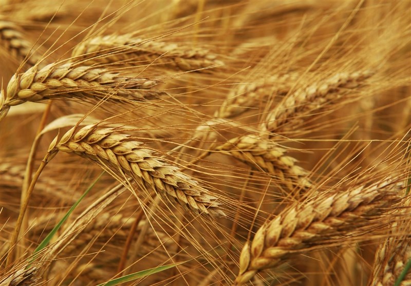 صادرات اولین محموله ۳۲هزارتنی گندم به عمان در سال‌جاری