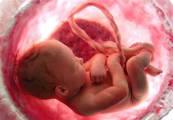 مراحل تشکیل قلب جنین چگونه است؟