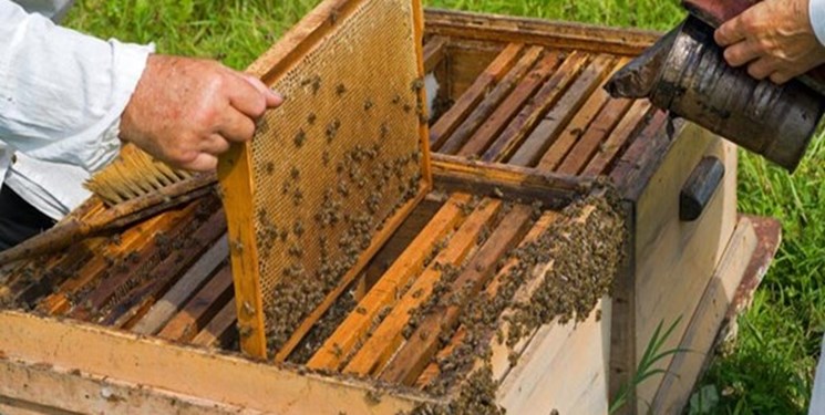 شکر مورد نیاز زنبورداران تحویل نشد