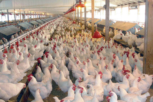 کاهش قیمت تولید محصولات مرغداری در بهار ۹۶