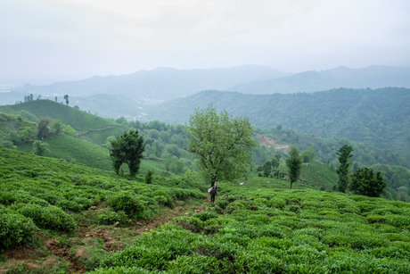 افزایش ۶۰ درصدی تولید برگ سبز چای