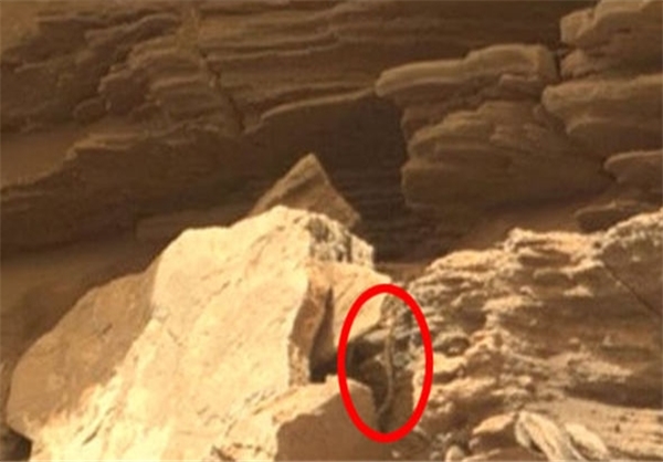 کشف موجود زنده شبیه مار روی کره مریخ +تصاویر 