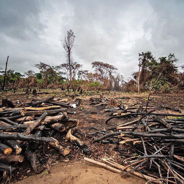 دومین جنگل گرمسیری بزرگ جهان در معرض خطر فرسایش