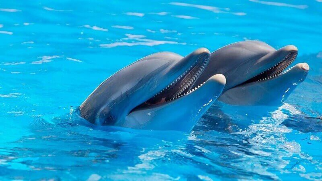 دلفین ها باهوش تر از انسان هستند؟