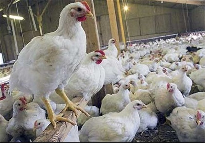 کاهش ۴۰۰ تومانی نرخ مرغ