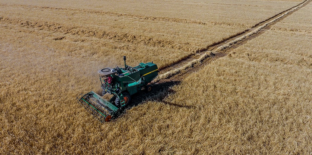 افزایش 1.5درصدی سطح زیر کشت گندم در سالجاری/ کشاورزان با تحویل گندم به سیلوها از خوراک دام شدن محصول جلوگیری کنند