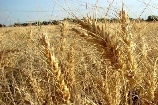 کاهش ۳۰ درصدی تولید گندم