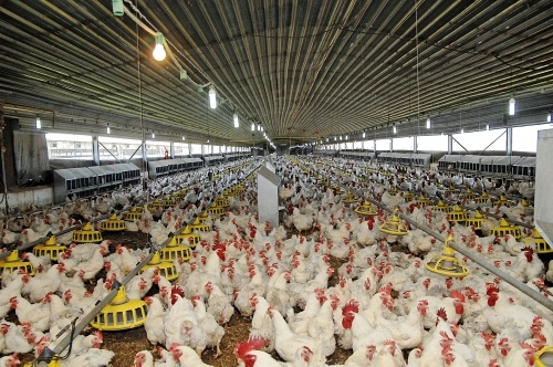 کاهش قیمت مرغ با کنترل دلال بازی در توزیع نهاده‌ها