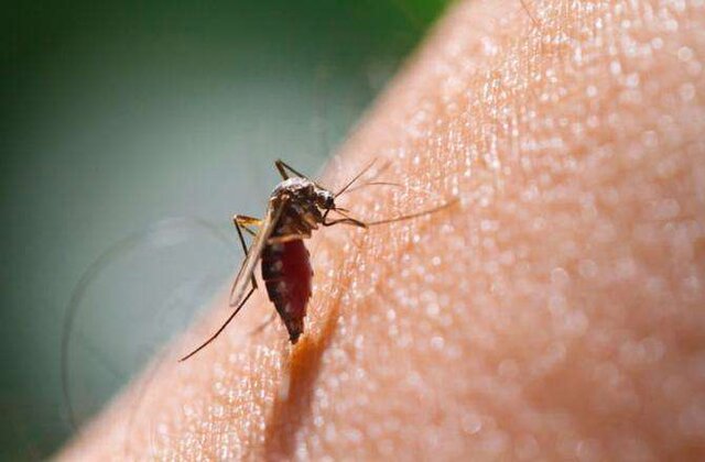 آنتی بادی مالاریا خطر عفونت را کاهش می دهد
