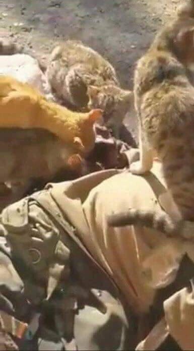 یک داعشی خوراک گربه‌ها شد! +عکس