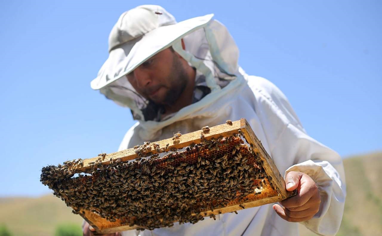 سالانه ۴ کیلوگرم زهر زنبور در کشور تولید می شود
