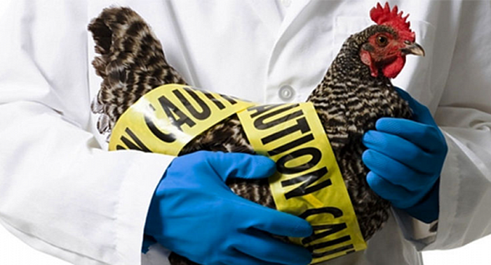 هشدار در باره همه گیری گسترده آنفلوانزای پرندگان در اروپا و آسیا
