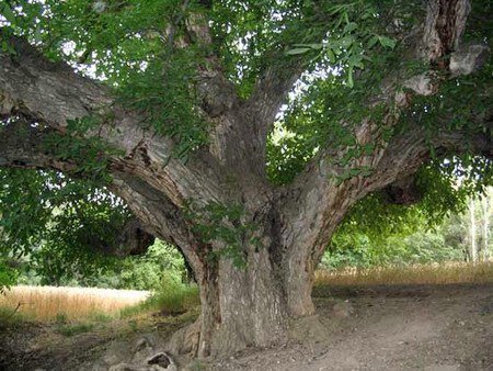 درخت گردوی هزار ساله، ثبت ملی شد
