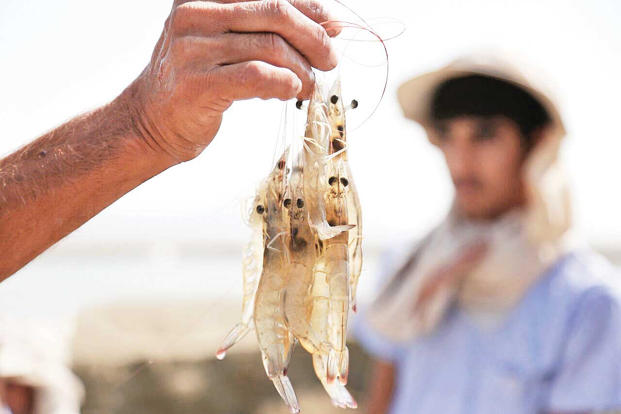 صید میگوی دریایی ۴۱درصد رشد کرد