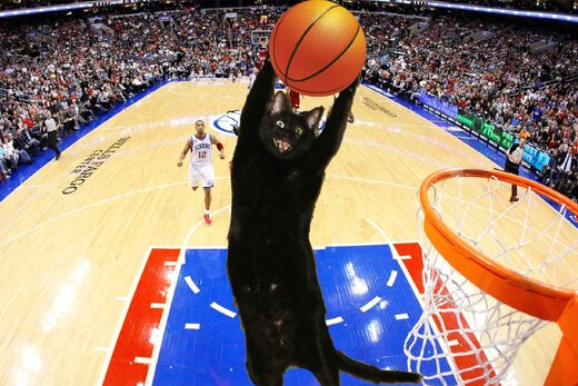 گربه ای که عاشق توپ بسکتبال است + فیلم