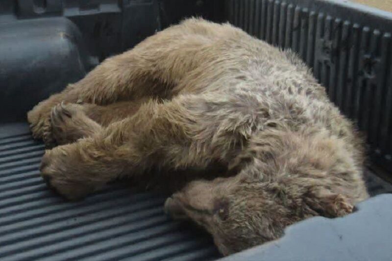 مرگ دردناک یک خرس بخاطر اذیت و آزار روستاییان در اردبیل