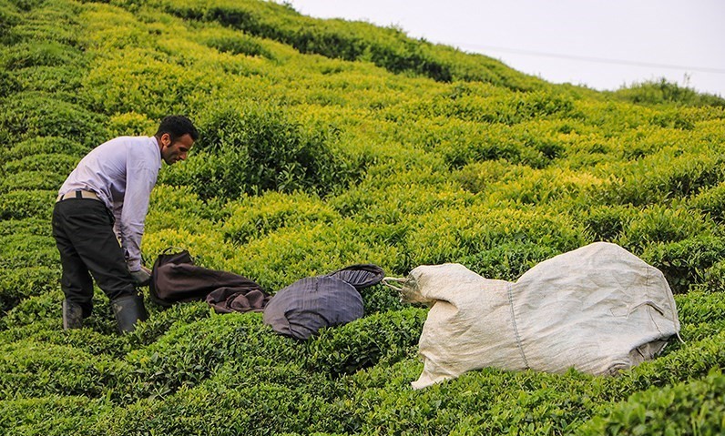 بازگشت یک هزار هکتاری باغات چای به چرخه تولید