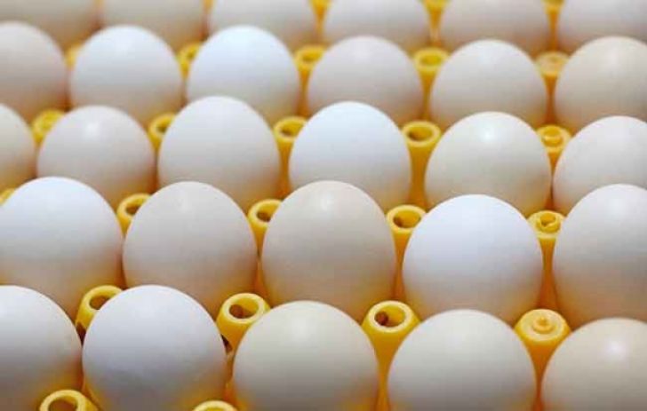تخم مرغ کیلویی ۸۴۰۰تومان تمام می‌شود، ۶۲۰۰تومان می‌‌فروشیم