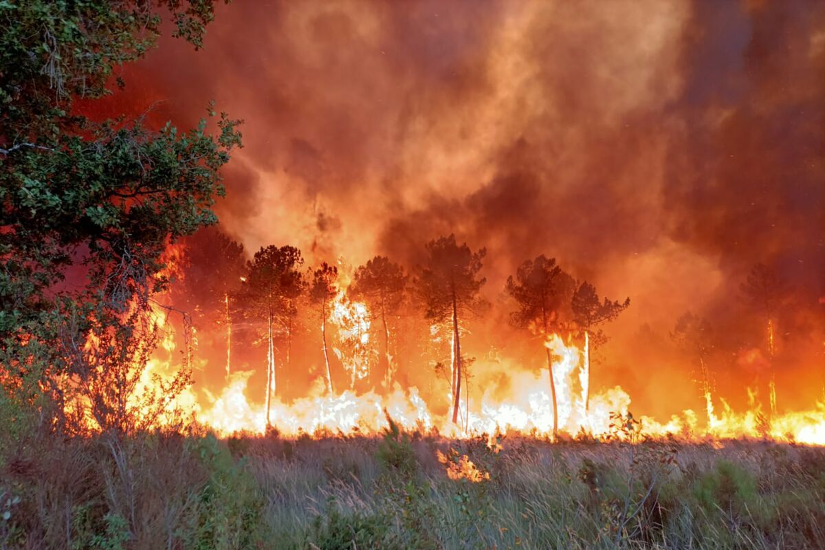 آتش به جان جنگل‌های نوشهر افتاد