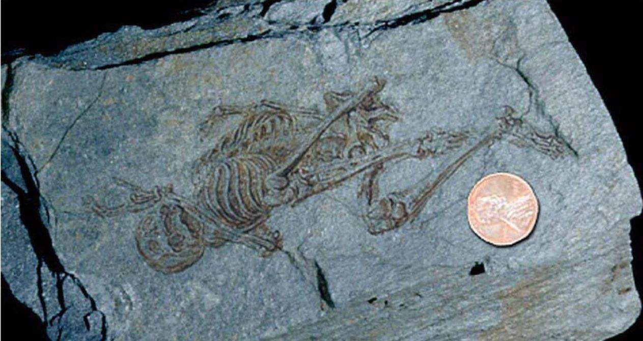 فسیل ۶۰۰ میلیون ساله شبیه به انسان در قطب شمال+ عکس 