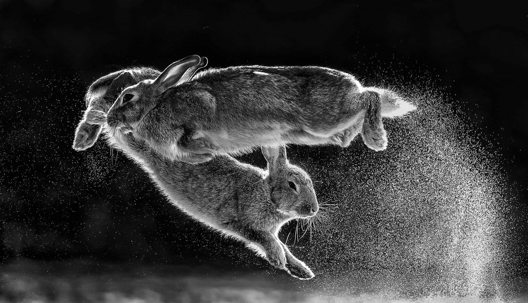 عکس خارق‌العاده‌ از پرش خرگوش‌ها