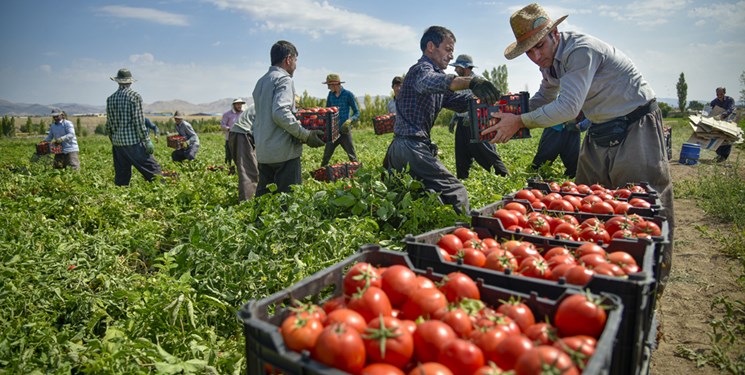 واردات سیب و گوجه فرنگی از آذربایجان به روسیه ممنوع شد
