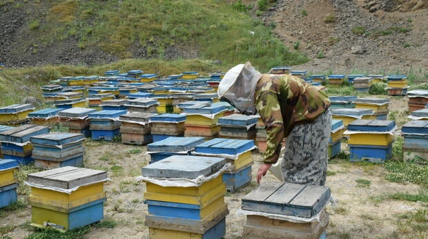 ۲۵۰تعاونی زنبورداری در کشور فعالیت می‌کنند