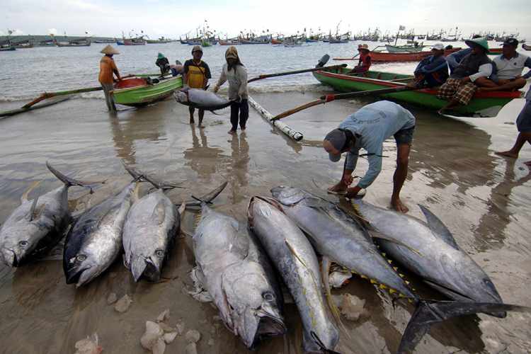 برترین صادرکنندگان ماهی را بشناسید