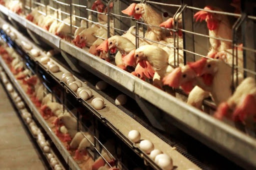 تورم ۳۹.۸درصدی تولید مرغ در تابستان۹۹