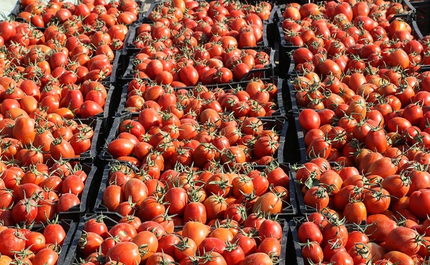 بیش از ۱۳تن گوجه فرنگی قاچاق در گمرک دیر کشف شد