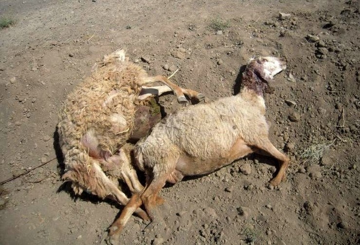 تلف شدن ۷۰ راس گوسفند در پی برخورد قطار + فیلم