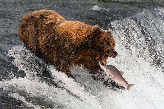 شکار خرس آلاسکا در عکس روز نشنال‌‎ جئوگرافیک +عکس