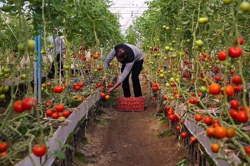 اهمیت ارزآوری صادرات گوجه‌ فرنگی و فلفل دلمه‌ ای در اقتصاد کشور