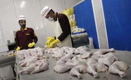 صادرات ۴۵ هزارتن گوشت مرغ در هشت ماه امسال