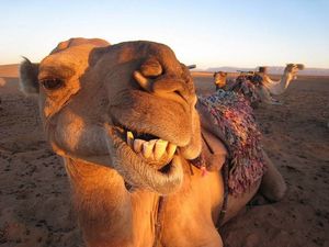 بازار داغ جراحی زیبایی شتر در عربستان!