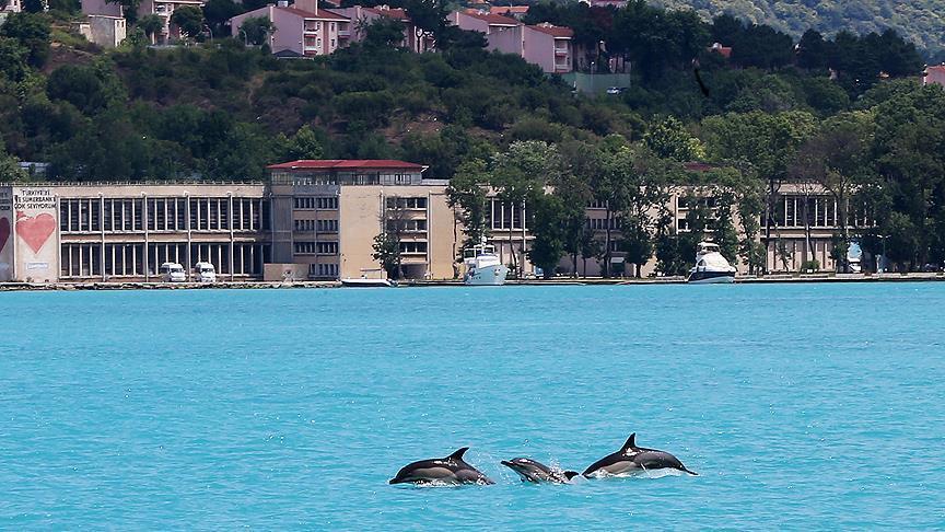 پدیدار شدن دلفین‌ها در تنگه بسفر استانبول +عکس