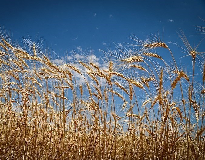 کاهش قیمت جهانی گندم، روغن و خوراک دام‌