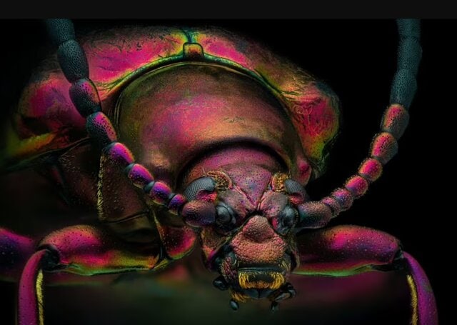 نمای بسیار نزدیک از صورت یک مورچه / این تصاویر ترسناک را ببینید