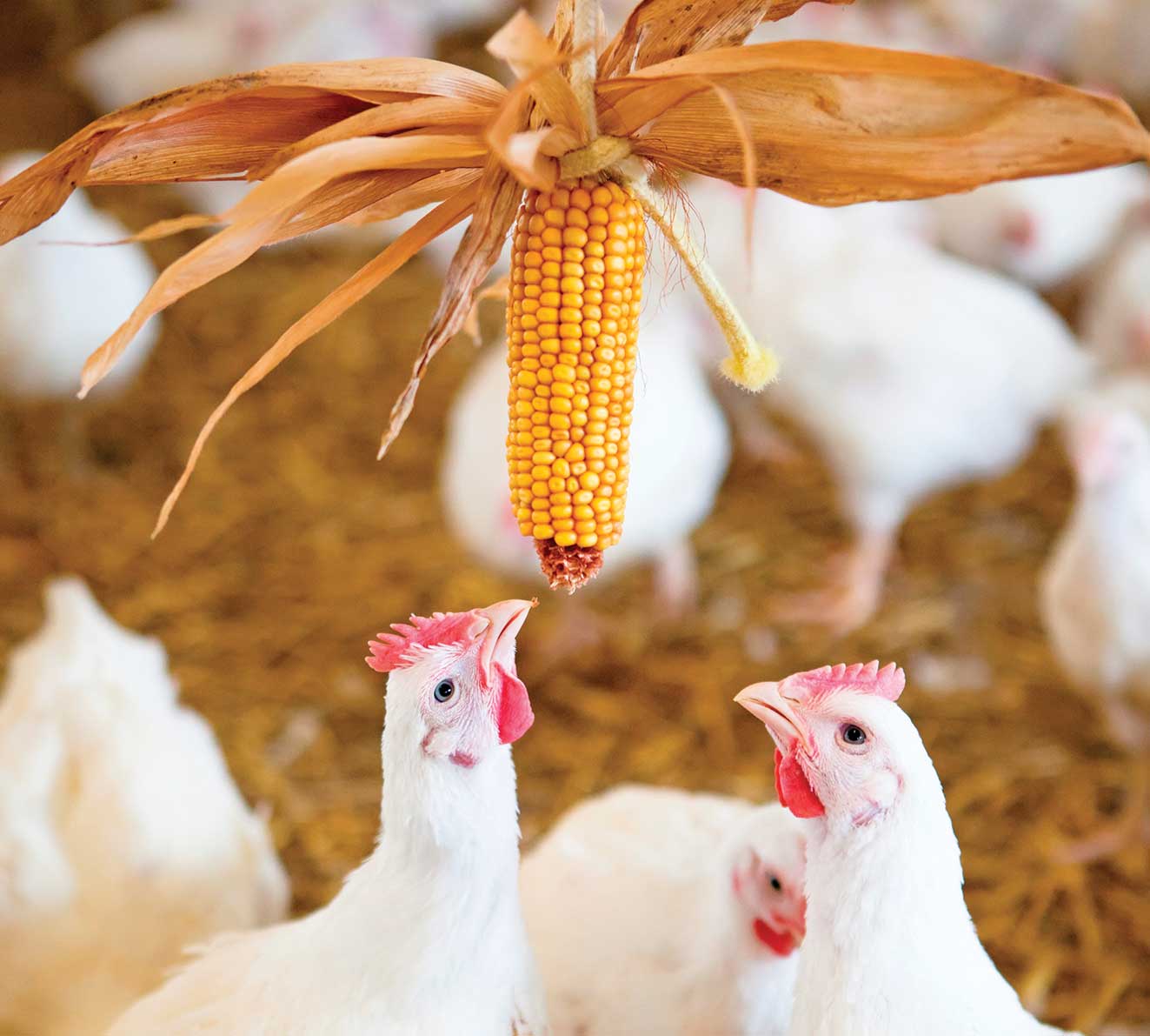 چالش‌های توزیع و تأمین خوراک مرغداری‌های کشور
