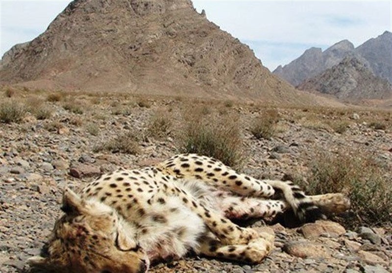 یک یوزپلنگ ایرانی تلف شد