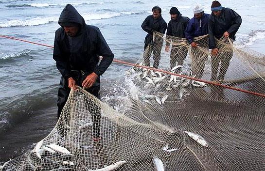 تمدید ممنوعیت صید خاویار از دریای خزر