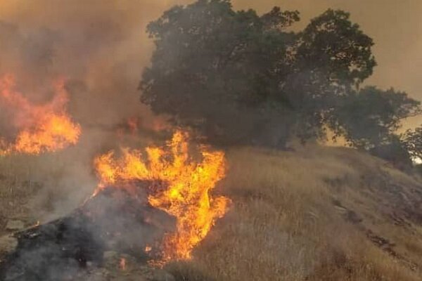 وقوع آتش سوزی گسترده در جنگل‌ های بوزین و مره‌خیل پاوه