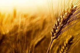فرایند تدارک و تأمین گندم کشور از اردیبهشت‌ماه/ گندم مورد نیاز و ذخایر راهبردی کشور تامین شد