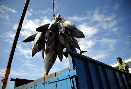 توقف صادرات ماهی ویتنام به روسیه