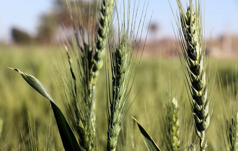امسال 10.5میلیون تن گندم برداشت می‌شود